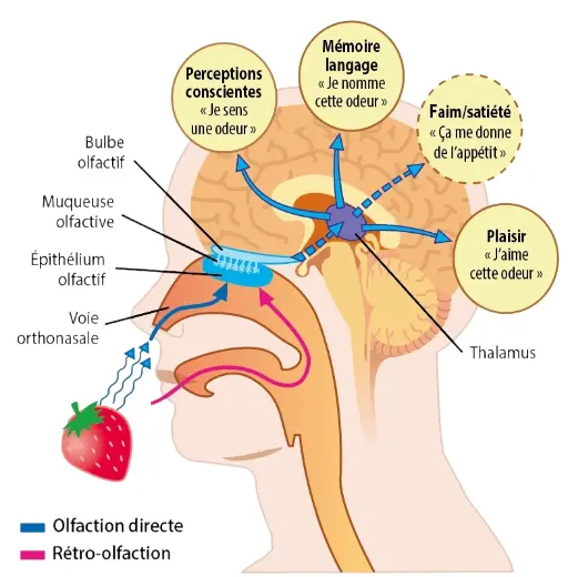 Tête olfaction